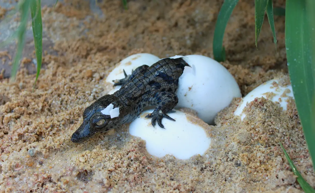 Babykrokodil: van het uitkomen tot de eerste weken!