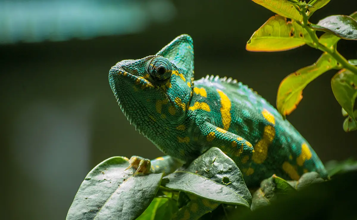 Kameleon: wie is hij? Hoe leeft hij?