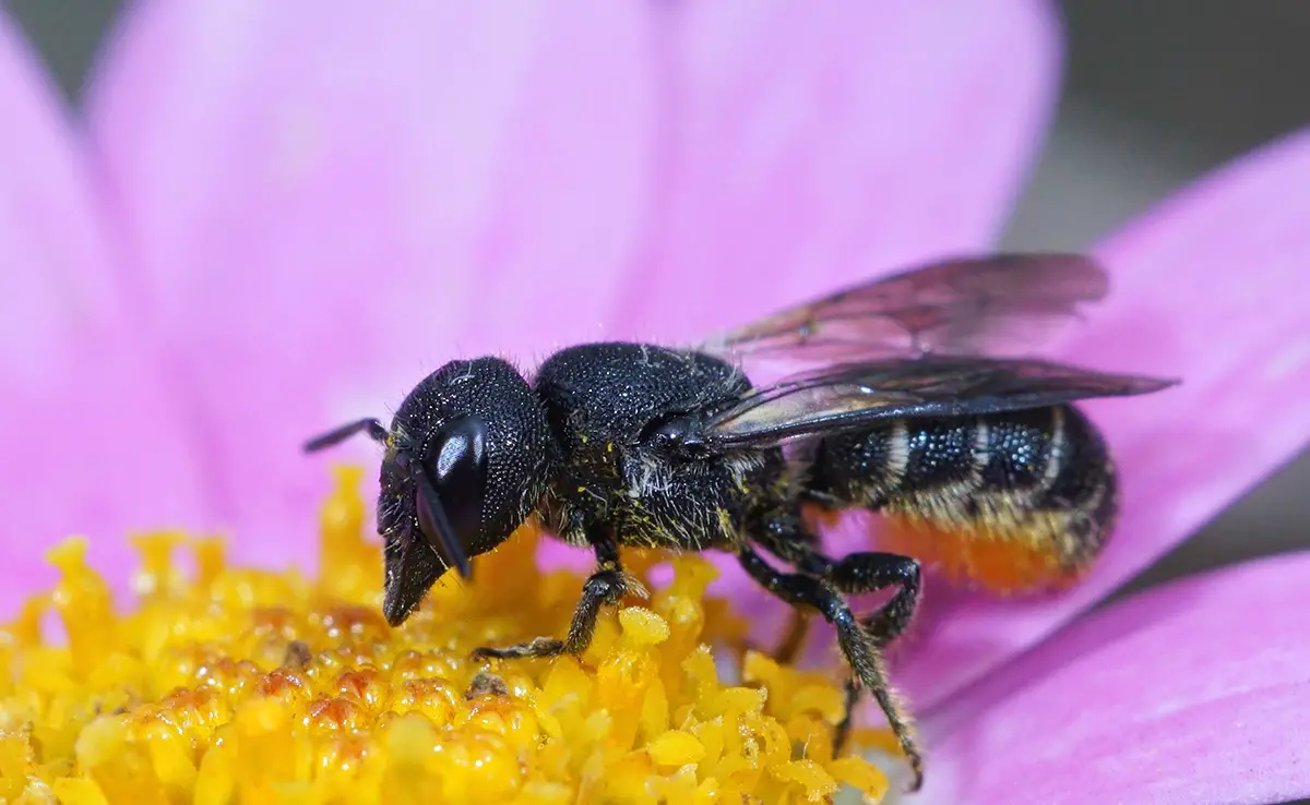 Hoe bestuivende insecten beschermen?