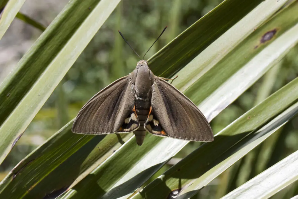 papillon palmier 085201