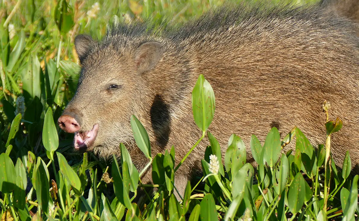 Pekari, zoogdier dichtbij het varken: wie is het? Hoe leeft hij?