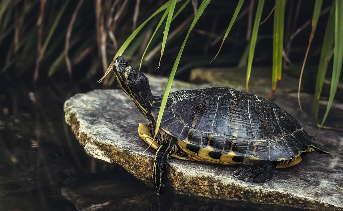 Wat zijn de verschillen tussen een waterschildpad en een landschildpad?