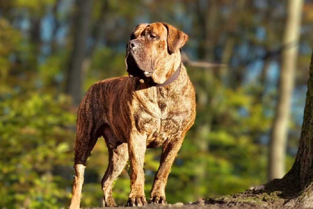 10 honden die een wolf kunnen doden