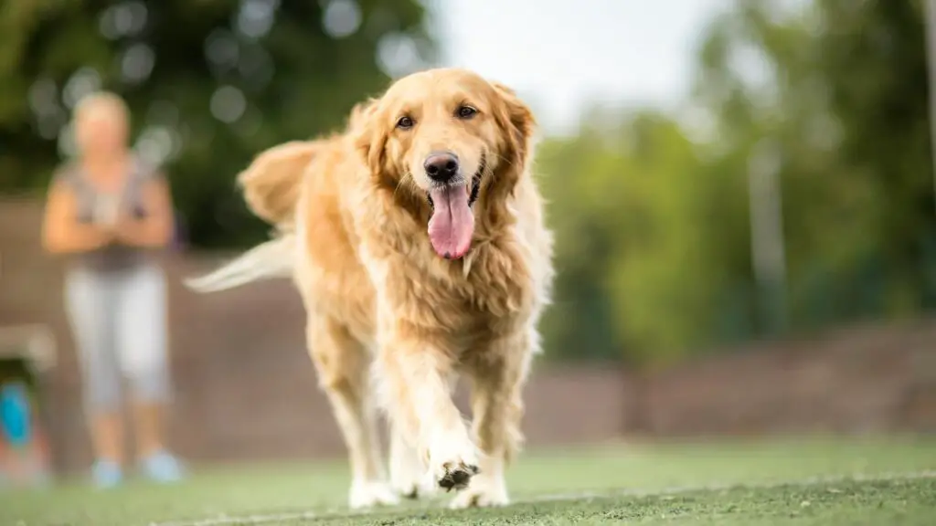 Kunnen honden kanker hebben?
