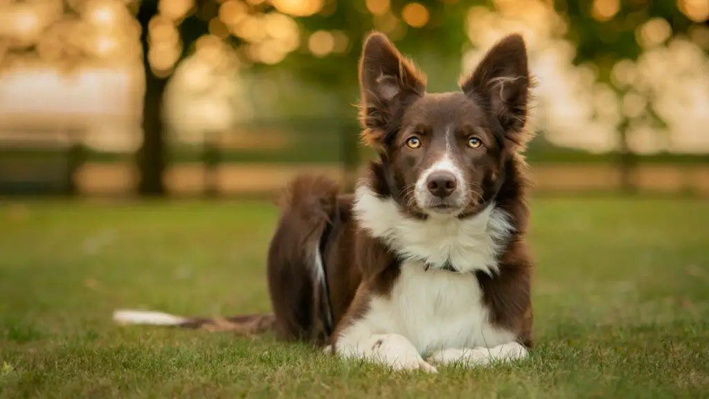 Nadelen van de Border Collie