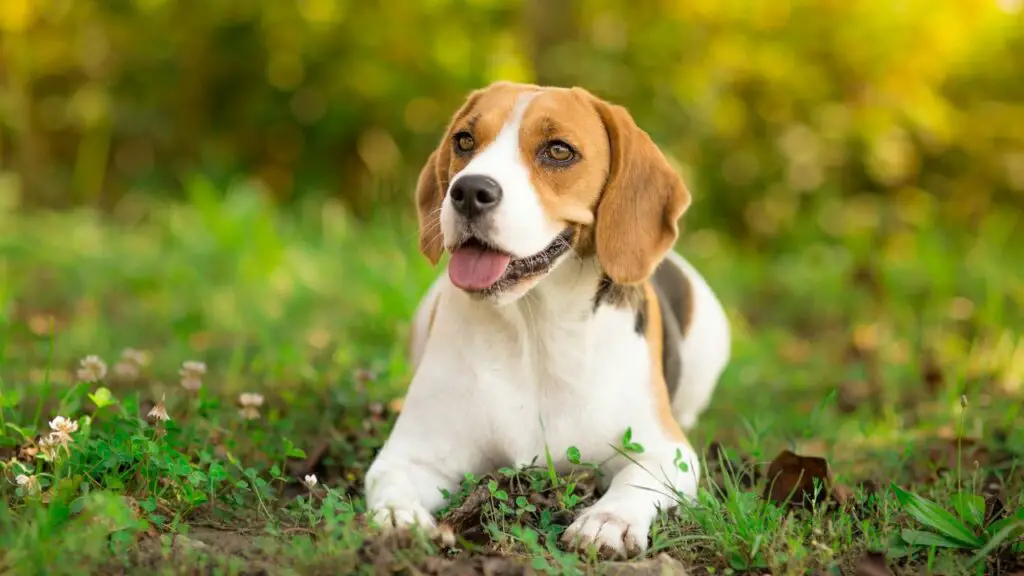 beste hond voor een echtpaar van middelbare leeftijd
