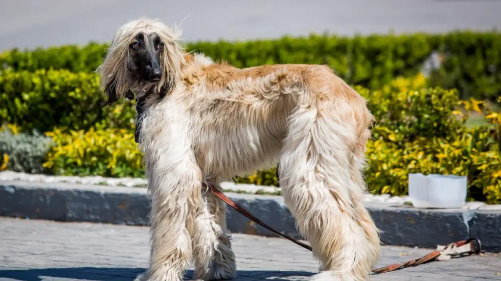 Honden die nauw verwant zijn aan wolven