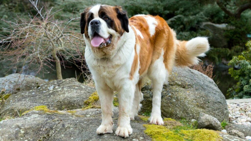 1728991512 265 Saint Bernard