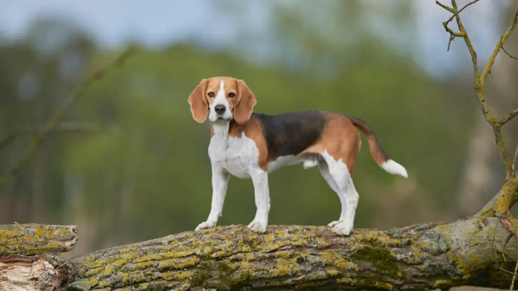 honden onder de 50 kg