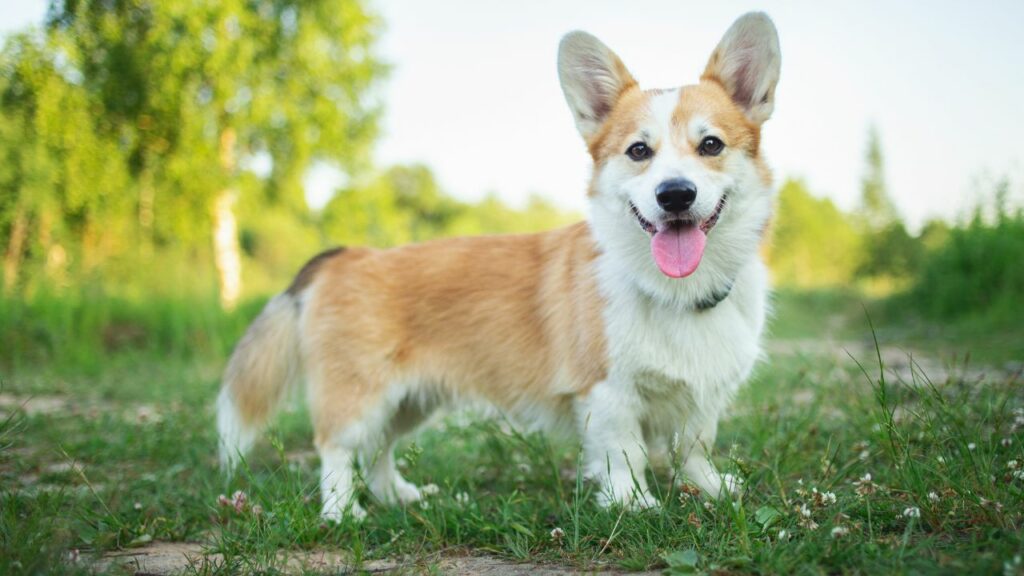 Hoe ziet een hond van 50 pond eruit?