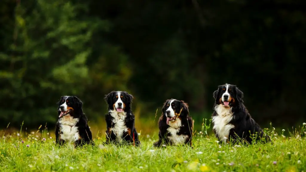 Berner Sennenhond wandelen