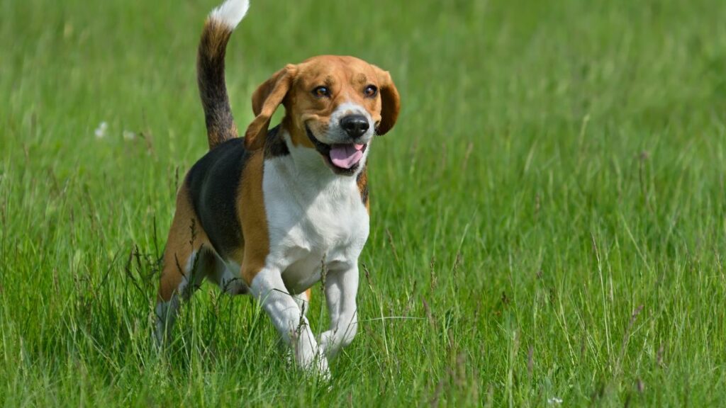 moeilijkste honden
