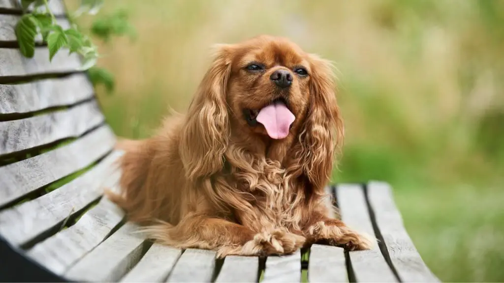 meest knuffelige hondenrassen
