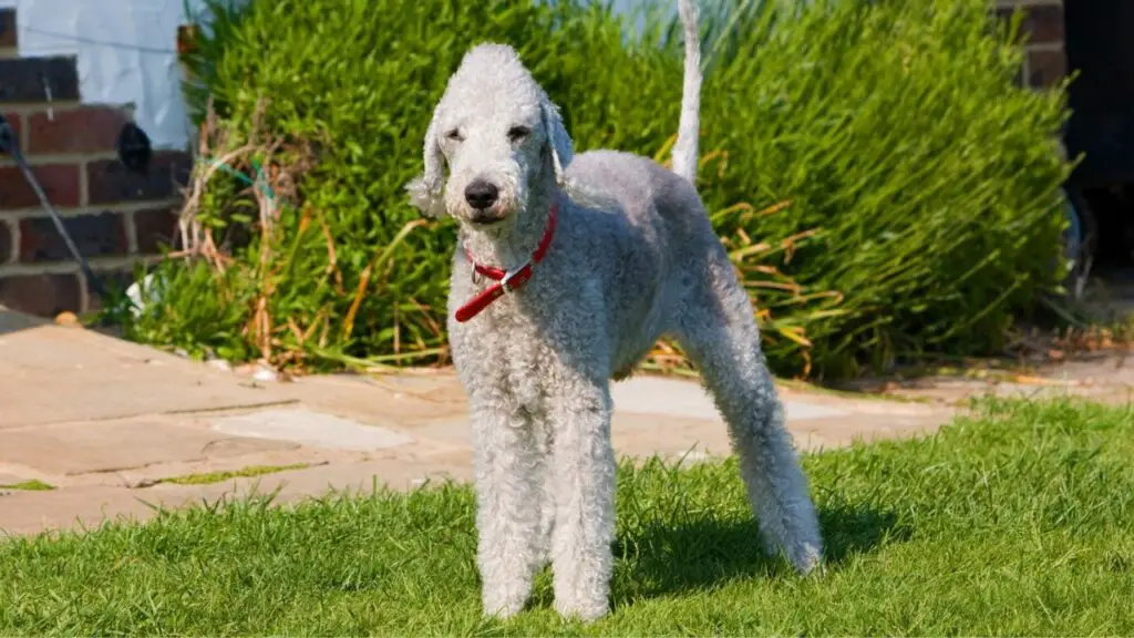 beste honden voor kleine appartementen
