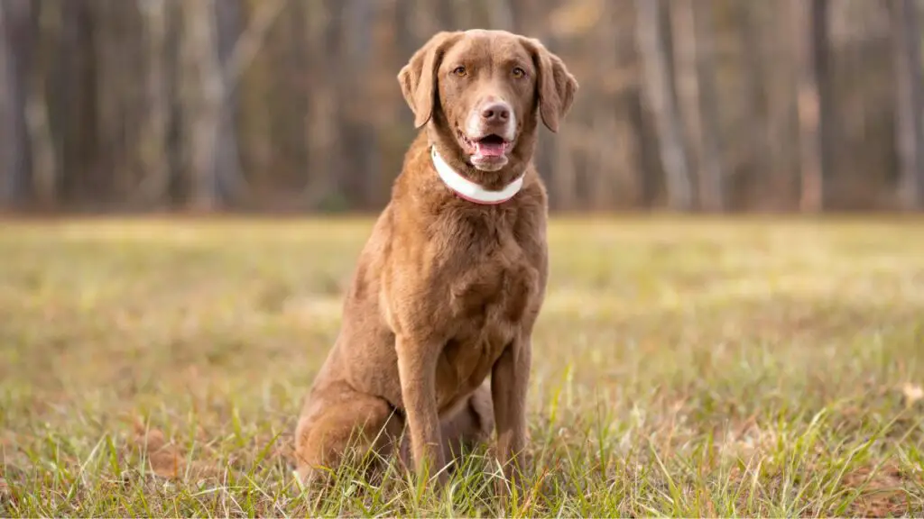 Amerikaanse populaire grote honden
