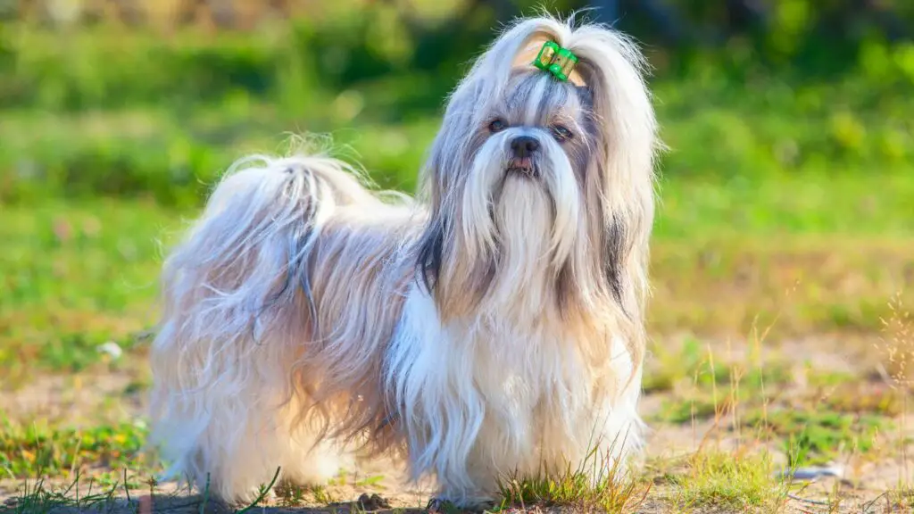 1729627215 402 Shih Tzu 1 1