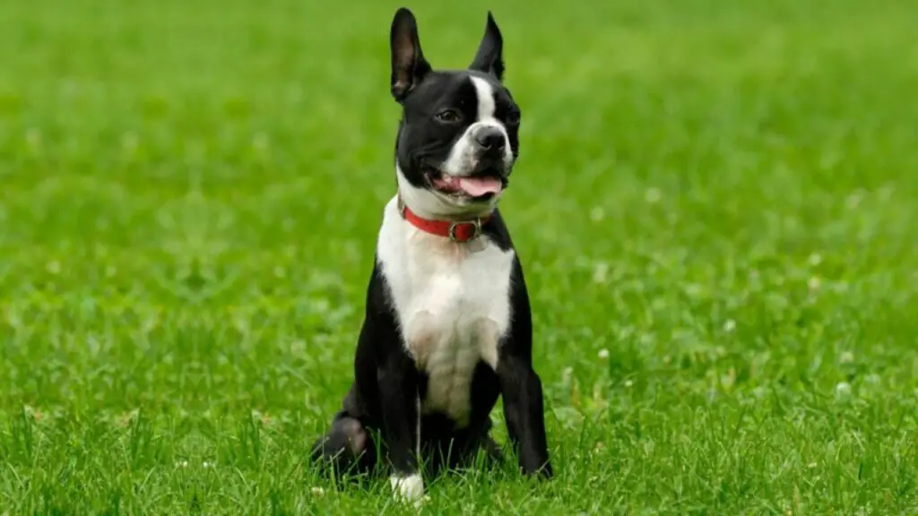 1729627215 708 boston terrier 5