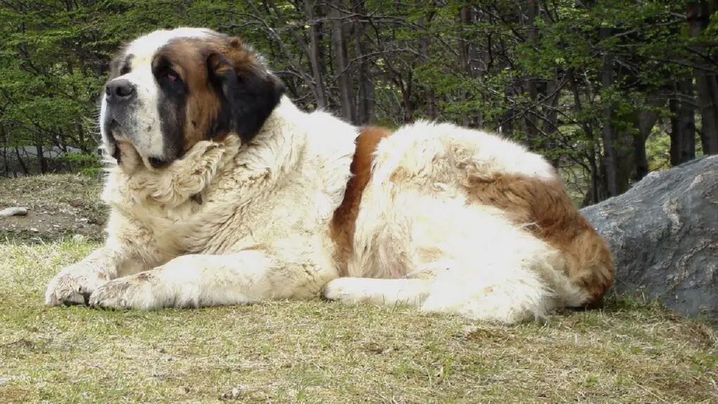 1729627216 824 Saint Bernard