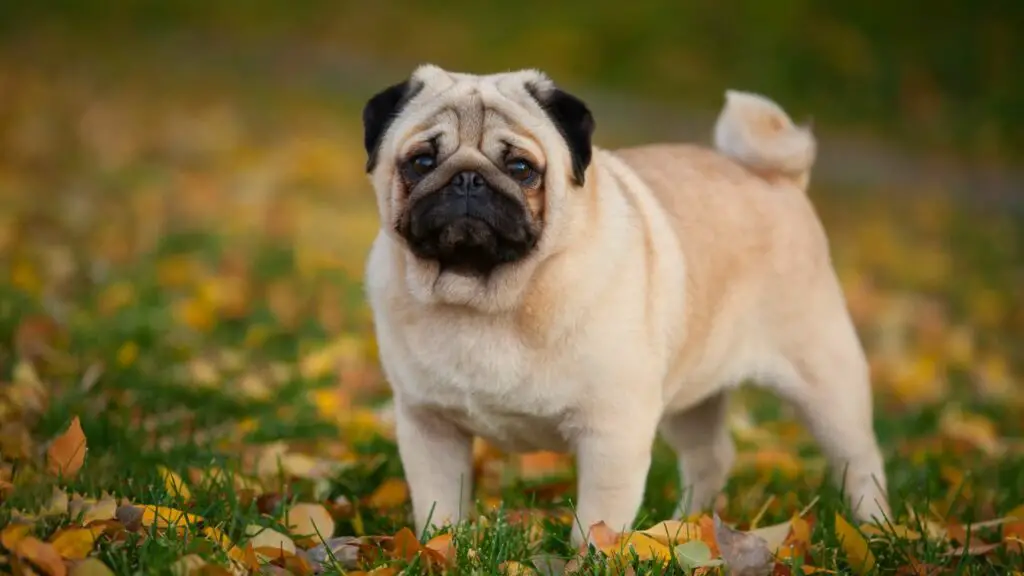 Waarom hebben honden onvoorwaardelijke liefde?
