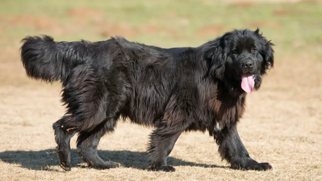 De liefde van een hond is onvoorwaardelijk
