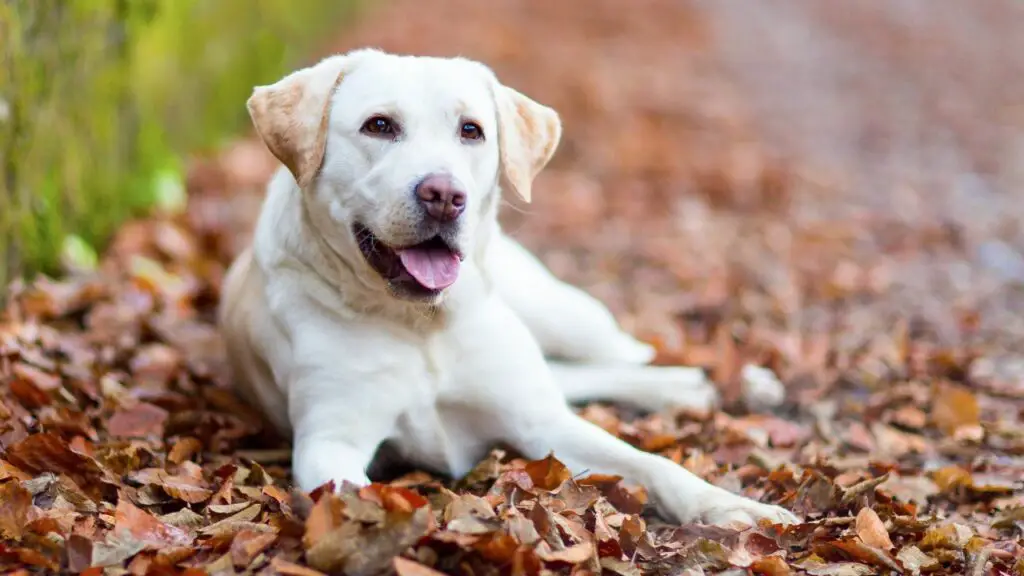 onvoorwaardelijke liefde Labrador 
