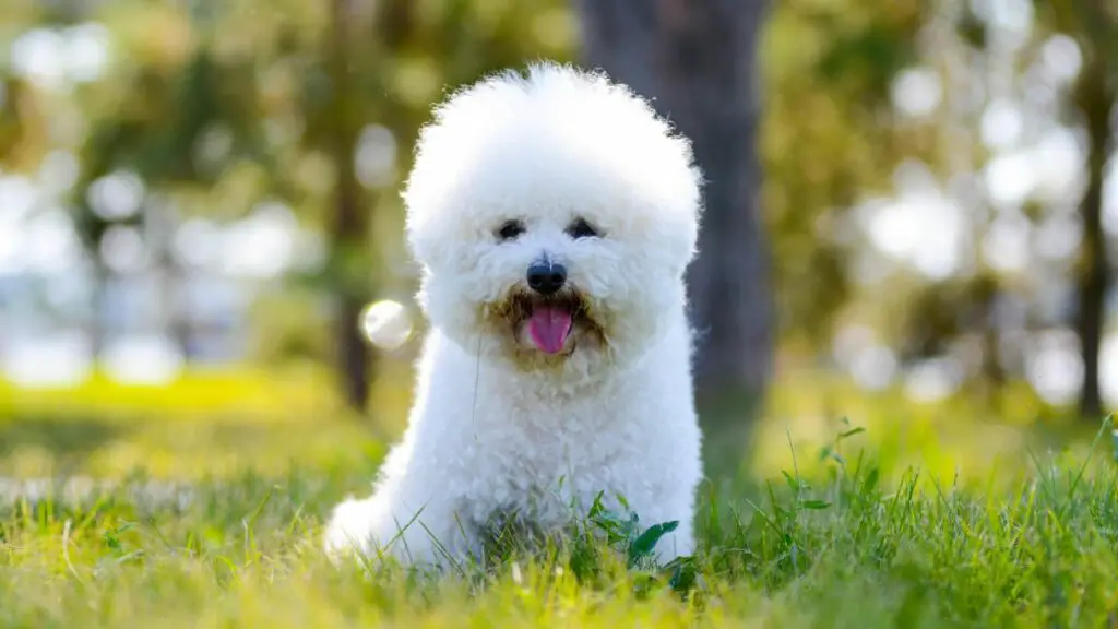 houden honden onvoorwaardelijk van