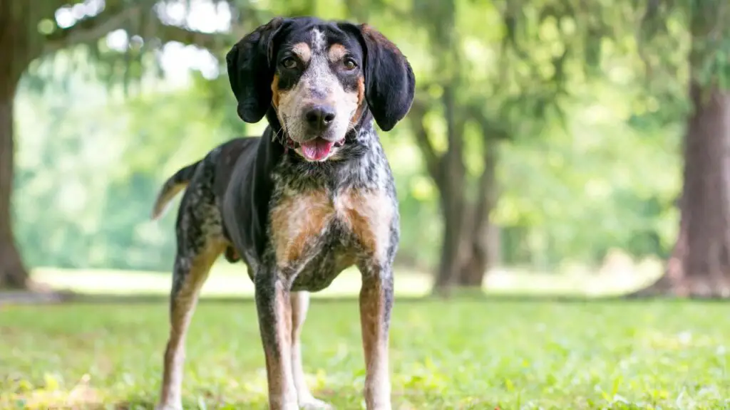 Honden die niet verharen