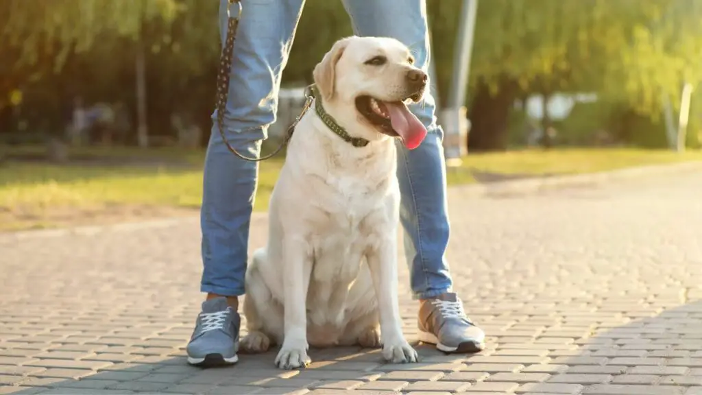 beste hond voor een alleenstaande man in een appartement