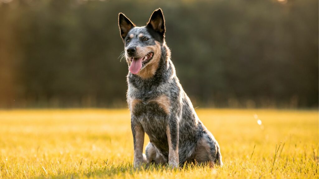 kenmerken van pastorale honden
