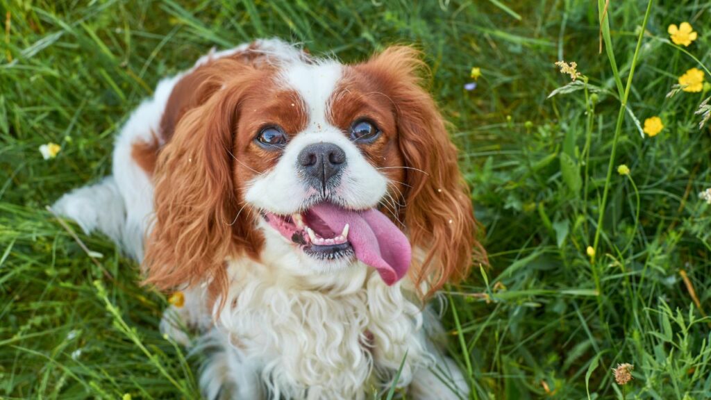 honden die geobsedeerd zijn door eten