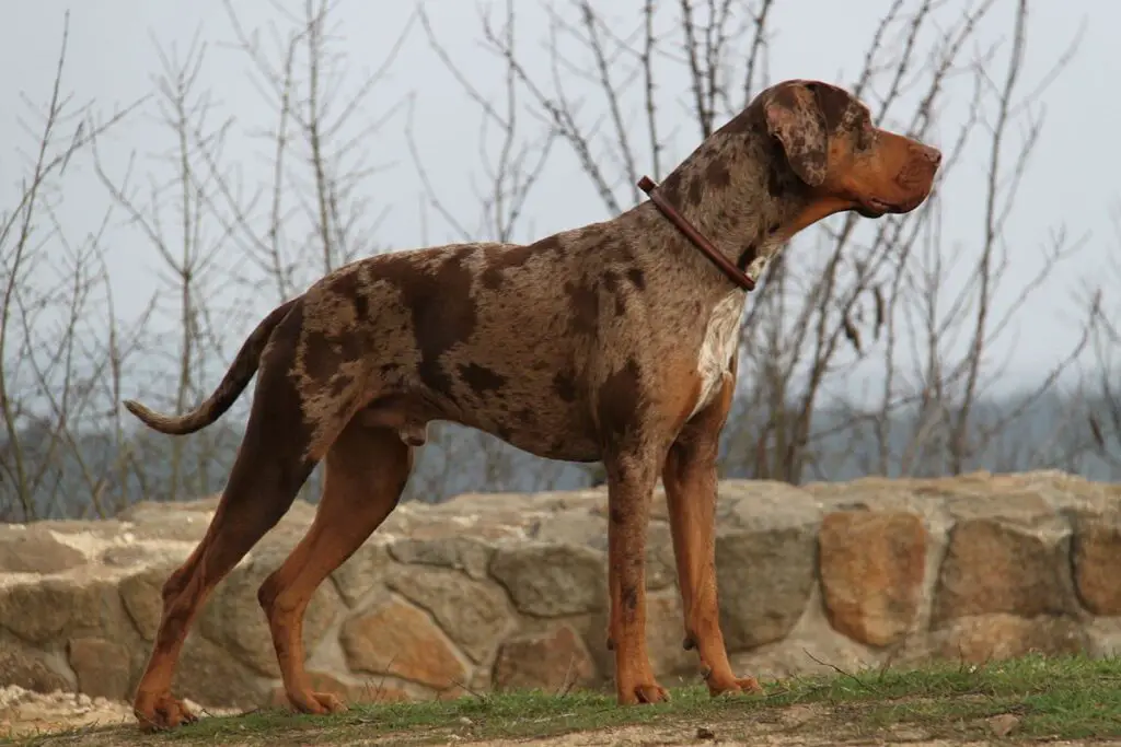 Catahoula-luipaardhond