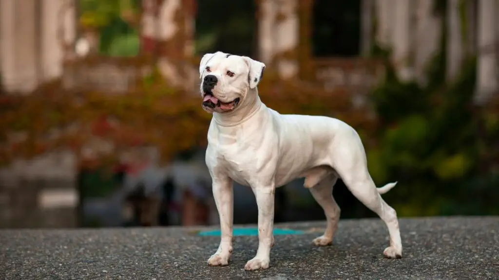 Amerikaanse grote hond
