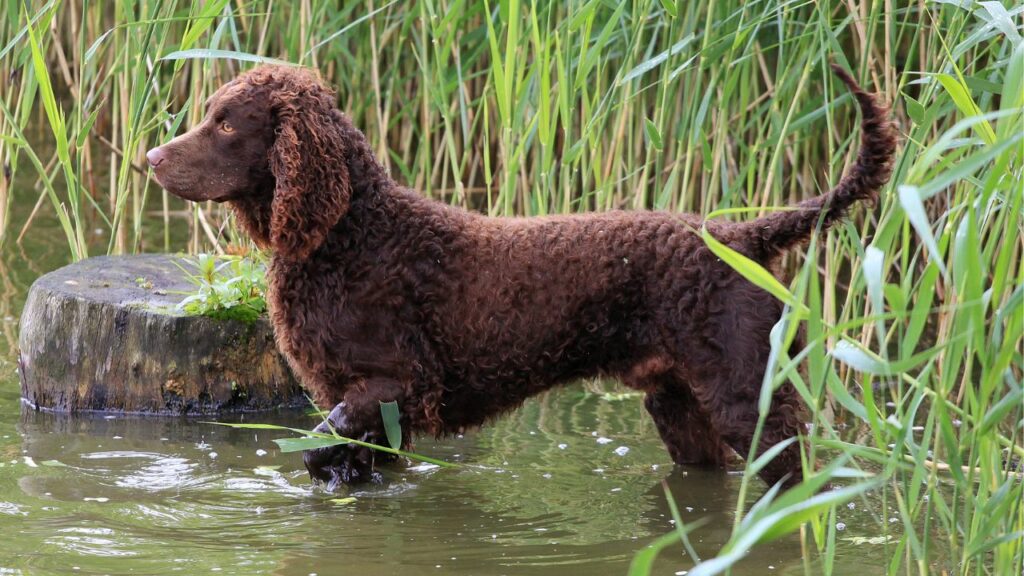 honden voor de eendenjacht
