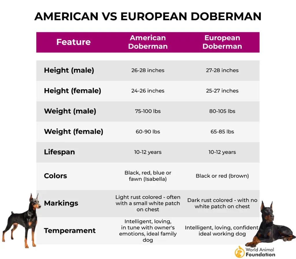  Amerikaanse versus Europese Doberman