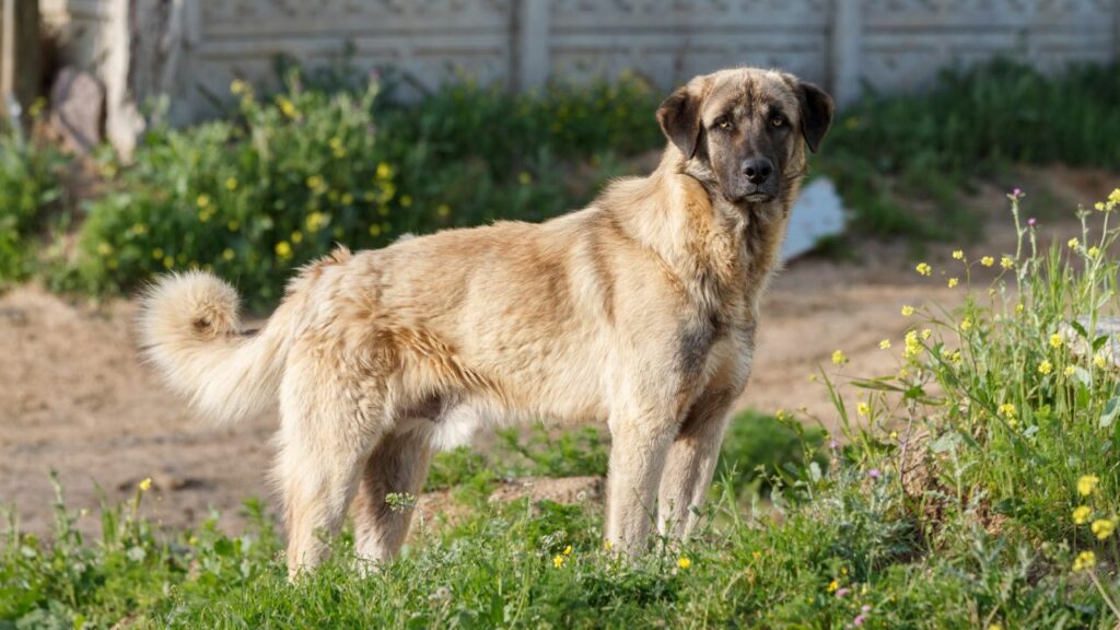 Waakhonden voor het leven op het platteland