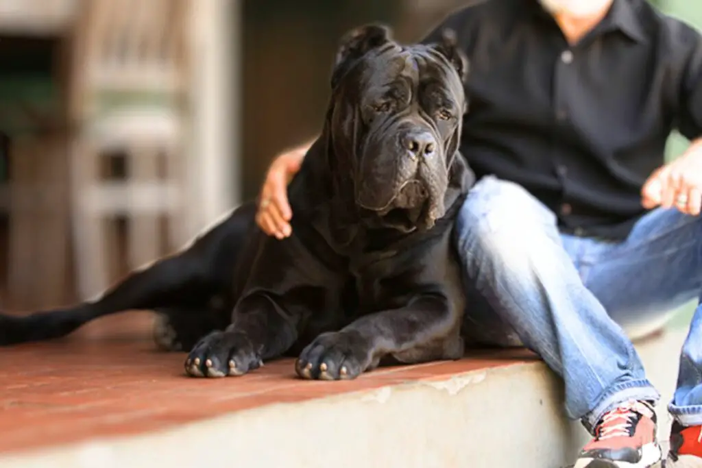 Zijn Cane Corso-familiehonden