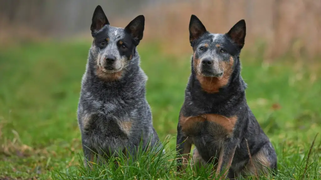 Levensduur van Australian Cattle Dog