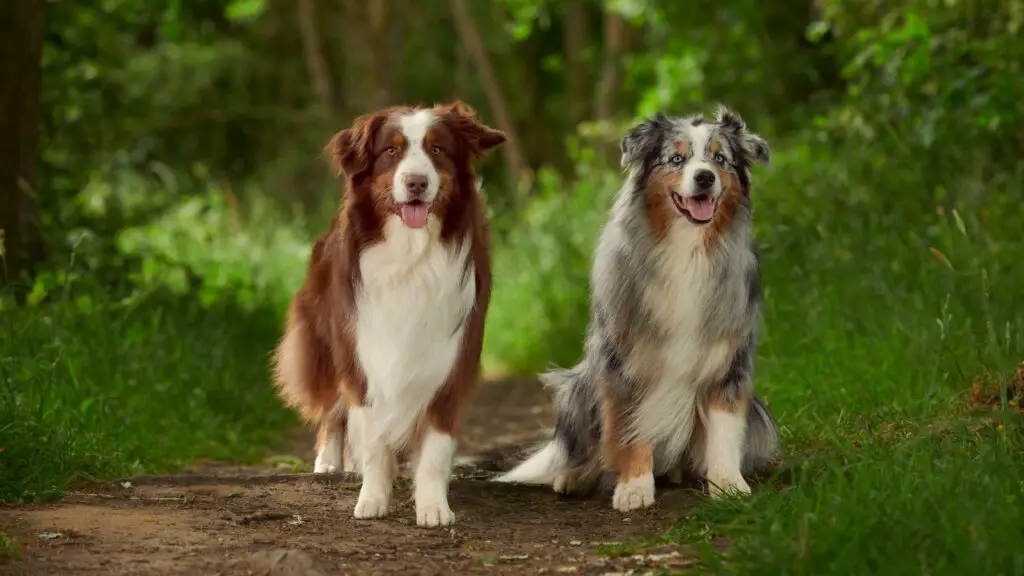 beste middelgrote hond om te wandelen