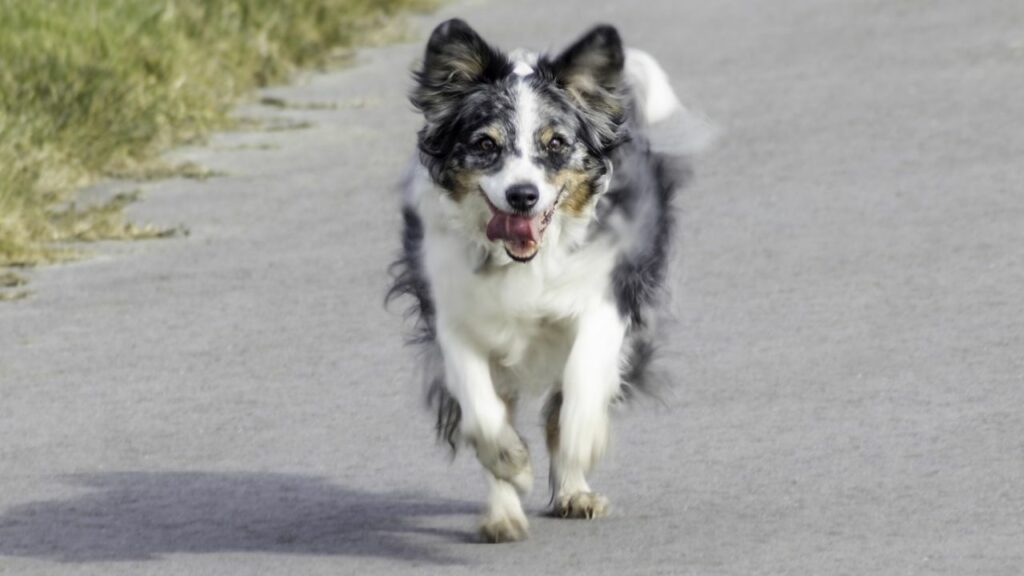 honden die graag rennen
