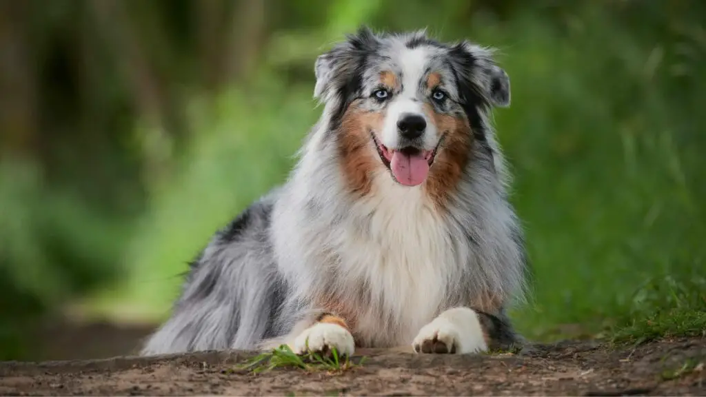 beste honden voor het leven in het bos
