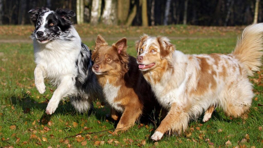 honden met de minste gezondheidsproblemen