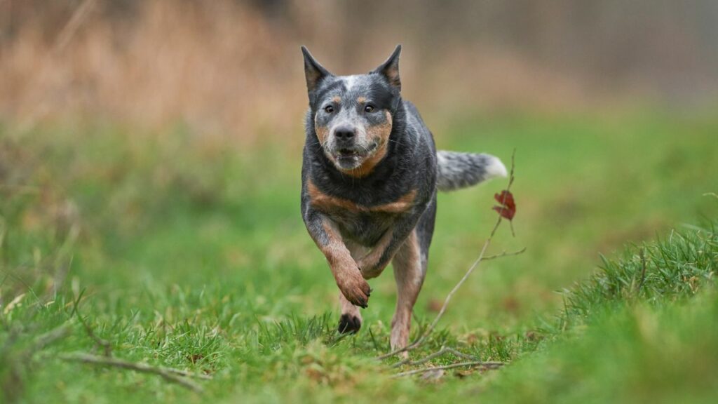 beste honden voor hardlopers
