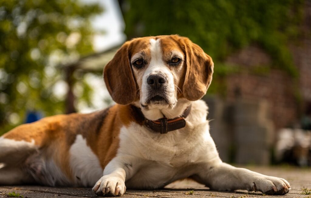 Kan een Beagle een waakhond zijn?