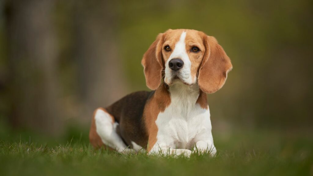 waarom krijgen zoveel honden kanker?
