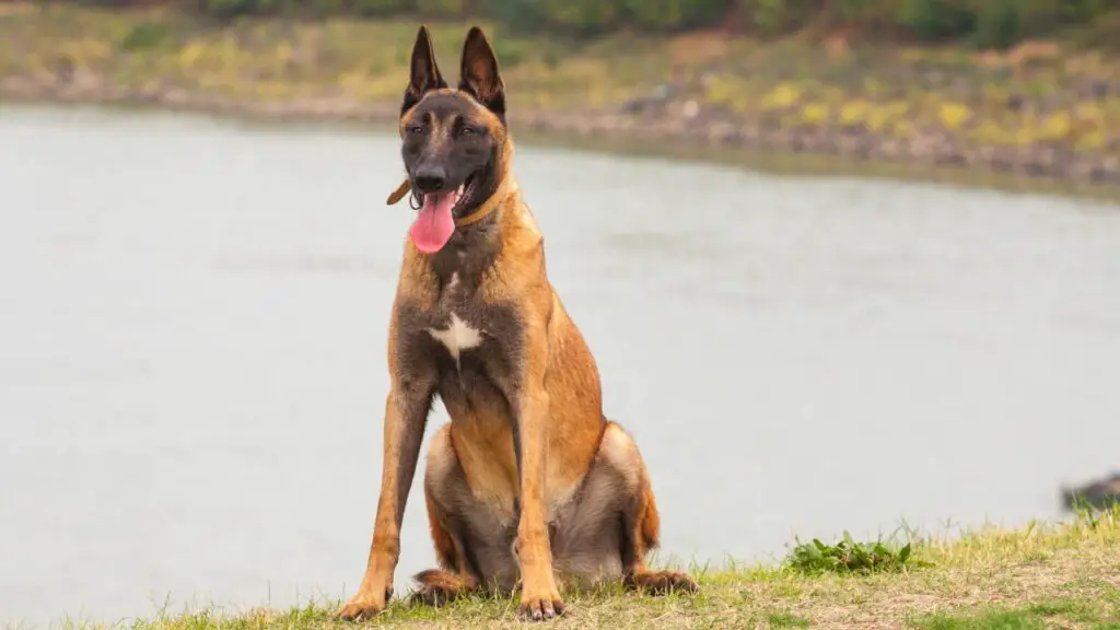 goede wandelhonden
