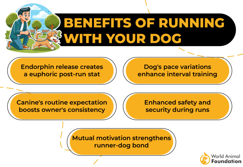 Voordelen van hardlopen met uw hond