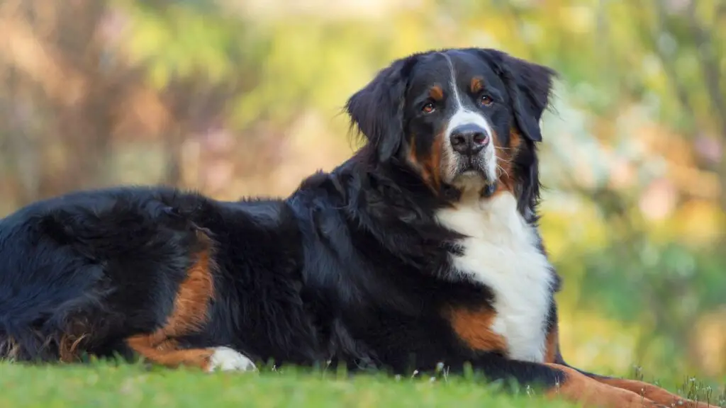 Kunnen honden kanker overleven?
