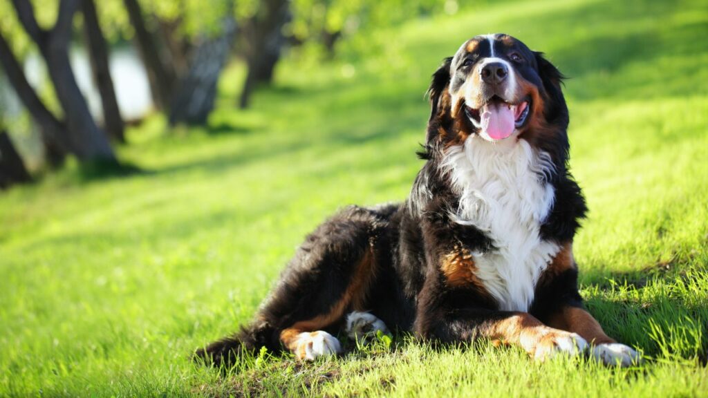 Beste honden om te knuffelen
