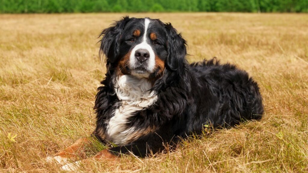   Berner Sennenhond