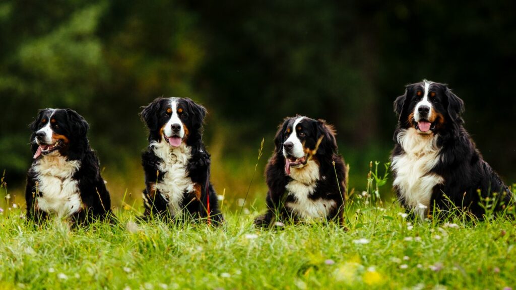 honden uit de wildernis
